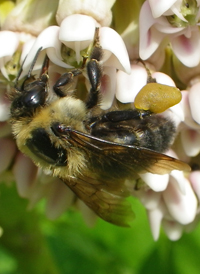 Common Eastern Bumble Bee
